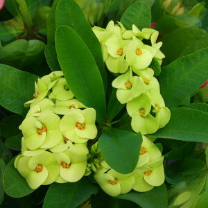 ԃL rbOLX CG[ 5 A niL [tHrA  ϗtA@251016