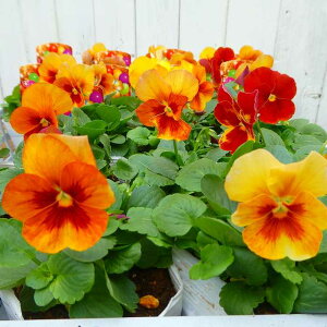 pW[ c 1|bg 炭 AeB[NIW 3.5 ~̉Ԓdc rI 251016