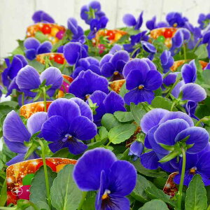 pW[ c 炭 G[Qu[  3.5 ~̉Ԓdc rI 251016