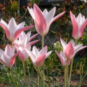  `[bv fB[WF[ 5 sN HA  R쑐 h 251018