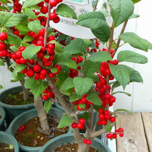 EhL Ԏ [ 5 ~[ ~ǂ ϊt ~ 251021