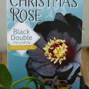 �N���X�}�X���[�Y �c ���d�炫 �u���b�N ���� 2.5�� �R�쑐 �h���� 251021