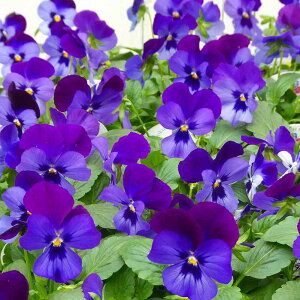 pW[ c 悭炭X~ [Y  3.5 rI  ~̉ԕc Ԓdc 251021