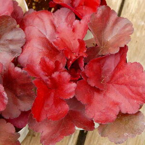 q[P c tH[Go[bh ԗt 3.5 c{TS A c h 251021