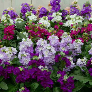 XgbN c d炫 xCr[ ԐFC ~`t̉Ԓdc 񂹐A251120