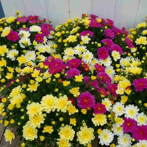 e 3F񂹐A r^} K[f} c A5 250123