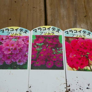 m c sN`p[vn 3 vE}RCfX