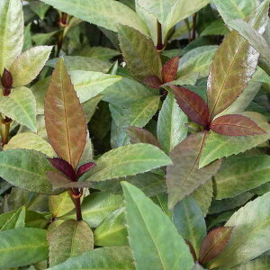 痼 c _[NVR JXt t 3 c ZE A  251028