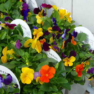 rI c F񂹐A 3.5 ԐFC ԕc ~̉ԕc 251028