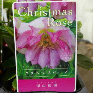 ���d�炫�N���X�}�X���[�Y �c �O���f�[�V�����s���N�o�C�J���[ �_�u�� 3�� �R�쑐 �h���� 251028