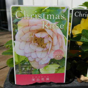 d炫NX}X[Y c sNo[Vu _u 3 R쑐 h 251028