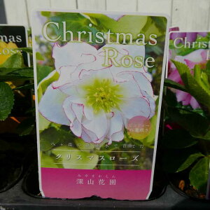 d炫NX}X[Y c sReB[ _u 3 R쑐 h 251028