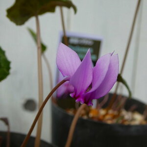 VN c 3 wftHE h ϊ R쑐 251028