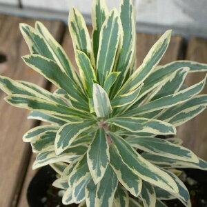 [tHrA c o[Vo[ 3  h N J[[t 251030