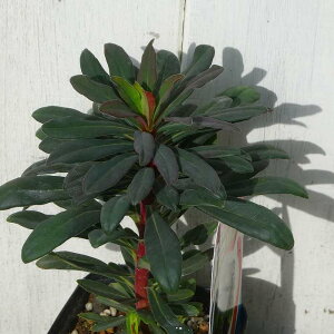 [tHrA 3 c vvA 3 gE_COT  h N J[[t 251111