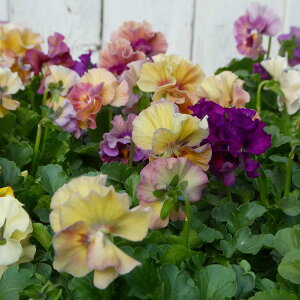 tpW[ c 1|bg ACN[ ԓa VGuǦzI ԐFC ~̉Ԓdc 251030