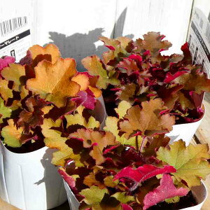 q[P c }[}[h 3.5 c{TS A R쑐 h ϊ 250918