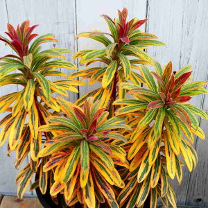 [tHrA 5 S[fC{[ J[[t ϊ   251111