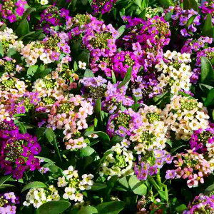 AbT 1|bg c F񂹐A ԐFC 3.5 ϊ Ԓdc 251125