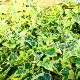 アイビー ルナゴールド 斑入り 3.5号 苗 浦島農園 観葉植物 グリーン 寄せ植え材料にも 240123