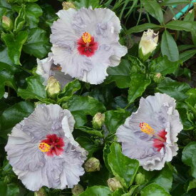ハイビスカス デニムブルー 苗 鉢植え 大輪種 青 紫 5号鉢 珍しい ハワイの花 夏の花 240425