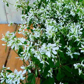 八重咲きユーフォルビア 苗 ダイヤモンドスノー 3.5号 秋まで咲く 白花 小花 240514