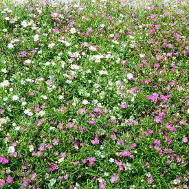 カスミソウ 苗 2色寄せ植え ピンクと白花 3.5号 かすみ草 カスミ草 240514