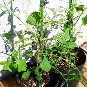 C`E tC`E c  6@240619