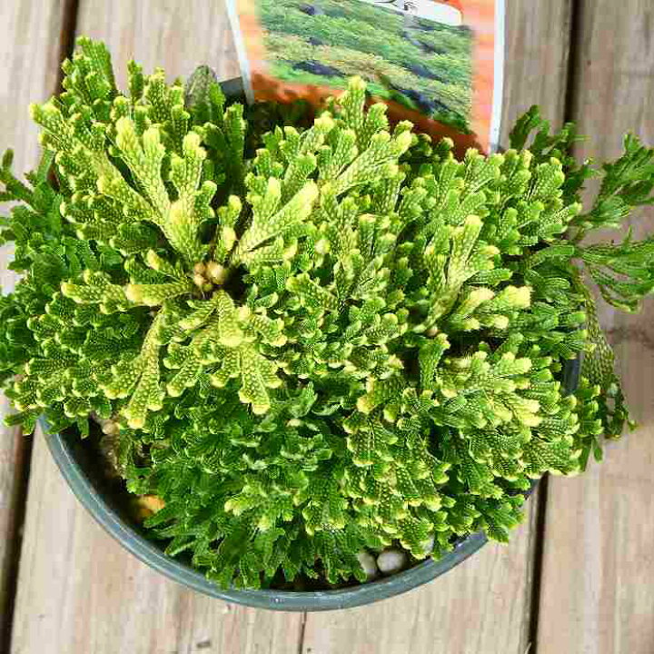岩ヒバ 苗 10本以上 （イワヒバ-シダ・山野草・宿根草・高山植物販売 