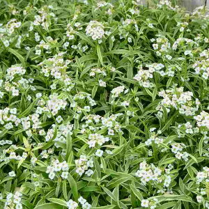 X[p[AbT c ACVNiCg 3.5   251111