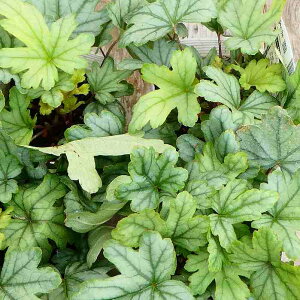 q[P c tbVO[ 3.5|bg q[P c{TS A c h 251021