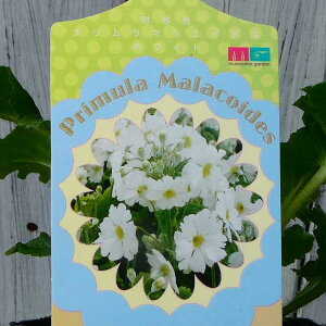 m c  3 vE}RCfX 250123