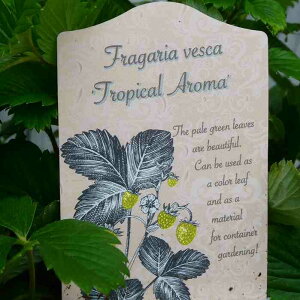 ChXgx[ c  gsJA} pCibv̍ 3 n[u ؕc@251016