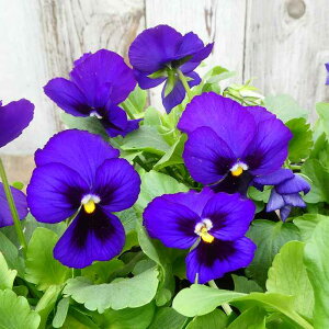 pW[ c 悭炭X~ u[nC c 3.5 rI Z  ~̉ԕc Ԓdc 251014