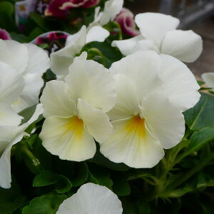 pW[ c 炭 N[~[ 3.5 ~̉Ԓdc rI 251030