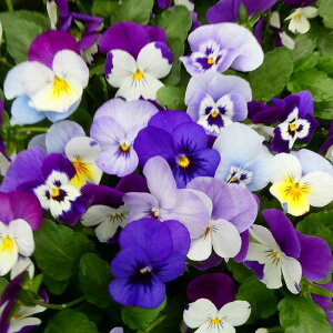 rI c u[`p[v`sNn   sN i킨C 3.5|bg Ԓdc 251023