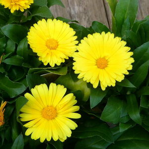 JW c G~t [  3.5 񂹂 ~Ԓd Ԓdc 251111