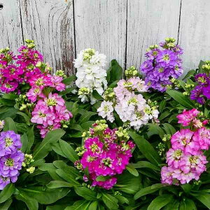 XgbN c LX~[ ԐFC 3.5 d炫 ~`t̉Ԓdc 񂹐Aɂ 251203