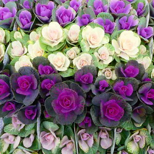 tO c ~jtO t@~[ tFC  Ԓdc  ԕc 251104