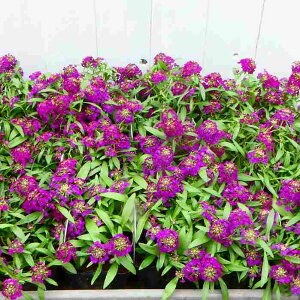 h{nAbT c p[vXg[ 3.5 ~̉ԕc ϊ Ԓdc ֎ 251014