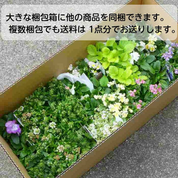 楽天市場】パンジー 苗 フリル咲き シエルブリエ ブラッドオレンジ系 