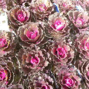 tO c qC 3.5 n{^ 񂹐Aޗ Ƃt ~̉ԕc 251104