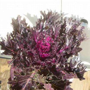 tO c qv~A ؂t 3.5 ^LC v~Ai 251104