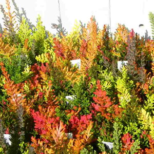 J[i uKX c 񂹐A 2.5|bg q[X J[[t 251118