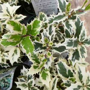 qCM c Vo[NC[  3 PA qqCM 251113