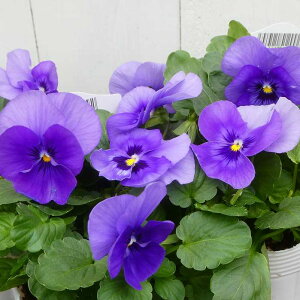 pW[ c 炭 r[R  3.5 ~̉Ԓdc rI 251125