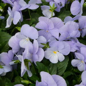 rI c wu[u[ 3.5 Wu[ ԕc W 251127