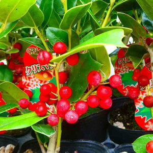 NX}Xz[[ c 4.5 gQ z[[ NX}X  `mL 251104