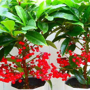  c bhx[Y 3.5 m Ԏ ɂ NX}X Mtg NX}X 251111