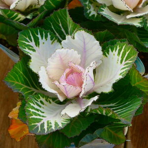 tO c EH[^[[  3  ~̉ԕc 251118